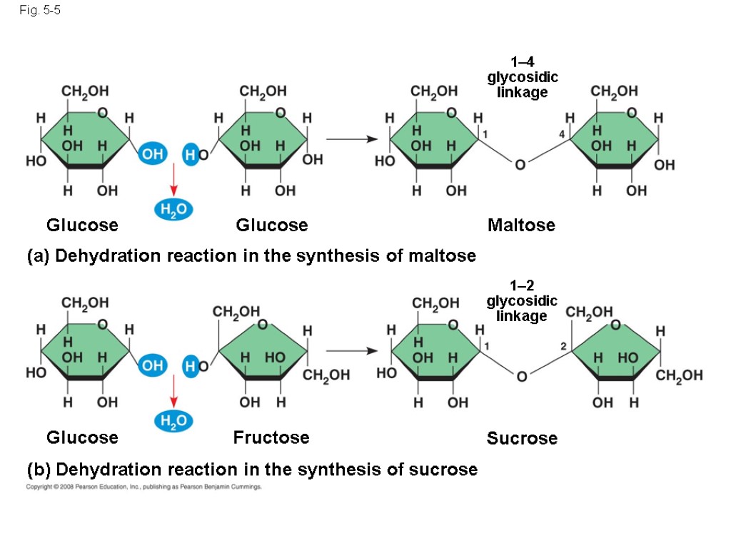 Fig. 5-5 (b) Dehydration reaction in the synthesis of sucrose Glucose Fructose Sucrose Maltose